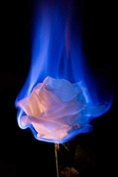 48 Best BURNING FLOWERS images in 2020 | Burning flowers, Burning rose, Fire photography