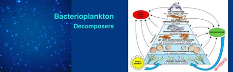 Ocean Decomposers