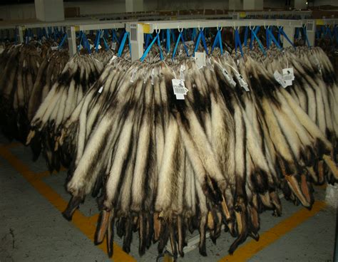 File:Fitch pelts at Copenhagen Fur (2).jpg - Wikimedia Commons