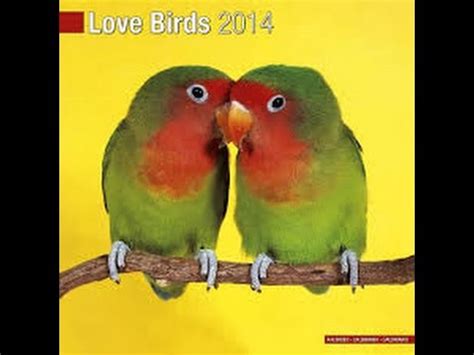 inseparable birds and parrot - YouTube