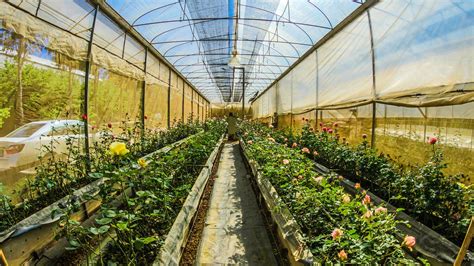 Most popular greenhouse plants | T5 grow light fixtures