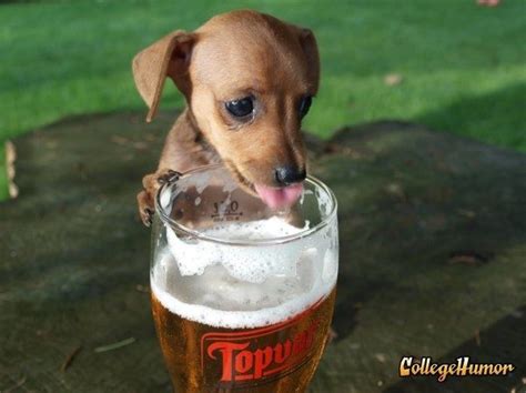 35 Animals Drinking Beer | Cute dogs, Funny dogs, Dog beer