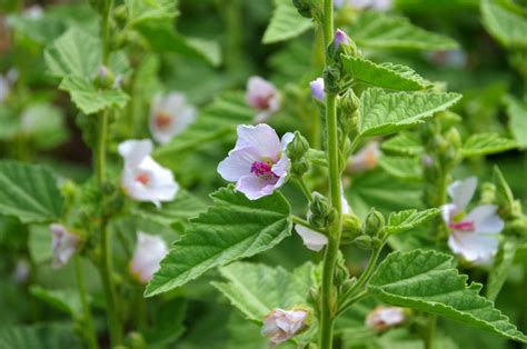 Did You Know? The Marshmallow Plant Gave the Confection Its Name