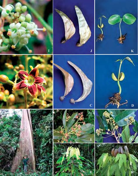 Figure 3 from Scaphium affine (Mast.) Pierre (Sterculiaceae) new for ...