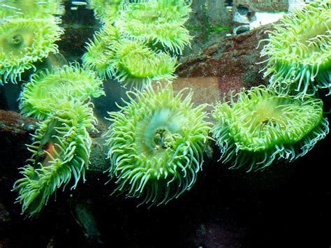 The Online Zoo - Giant Green Anemone