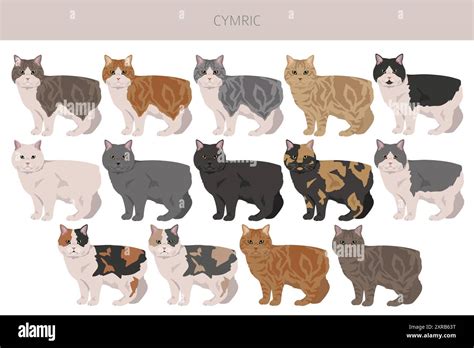 Cymric Cat clipart. All coat colors set. All cat breeds characteristics ...