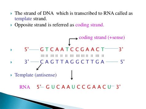 Dna Template Vs Coding Strand