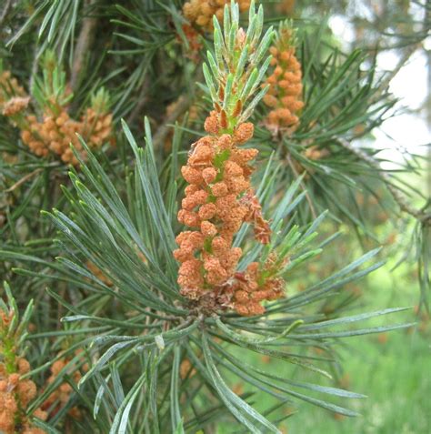 Scots Pine - Tree Guide UK - Scots Pine tree identification