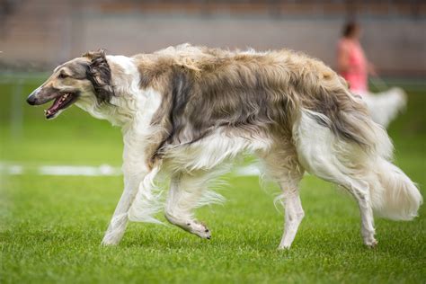 Borzoi (character, nutrition, care)