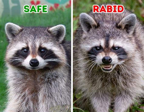 Wild Animals With Rabies