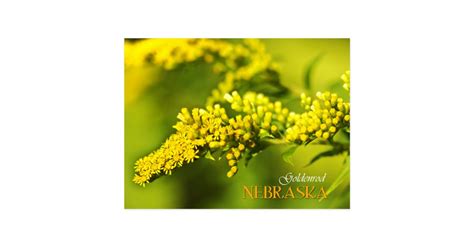 Nebraska State Flower: Goldenrod Postcard | Zazzle