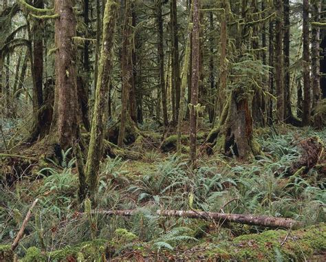 Temperate rainforest trees, mosses and ferns - Stock Image - E640/0299 - Science Photo Library