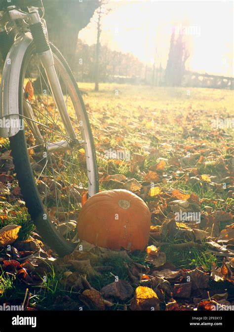 Pumpkin on the ground next to bicycle wheel amongst autumn leaves in ...