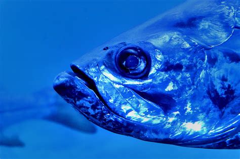 Blue Grouper Photograph by Carolyn Marshall - Fine Art America