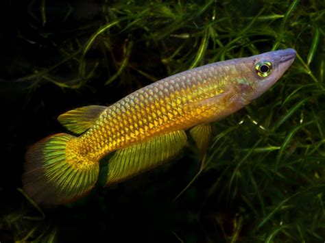 Golden Wonder Killifish:101 Care Breeding and Tankmates