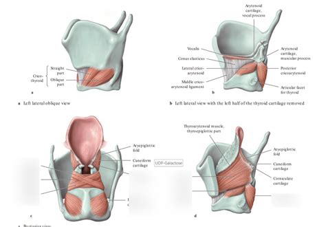 some larynx muscles Diagram | Quizlet