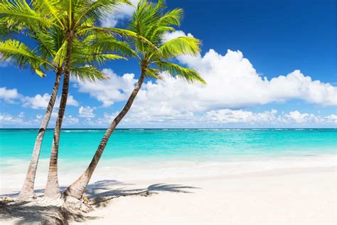 70 Palm Tree Quotes & Sayings To Describe Tropical Beauty