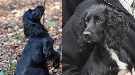 Dachshund Cocker Spaniel Mix: The Dorky Docker