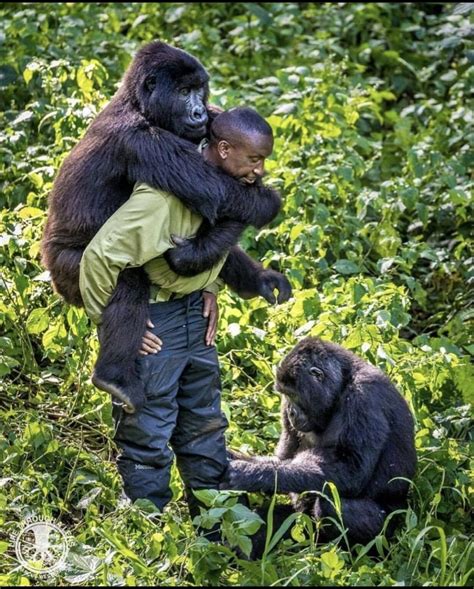 Virunga National Park | SchoolForAfrica.org — Giving Children a Fighting Chance