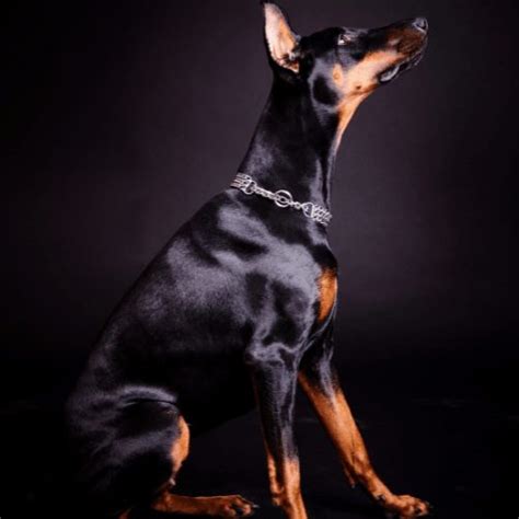 Doberman Colors - Common & Rare Colors & Patterns