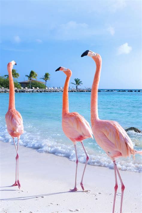 This Beach in Aruba is Covered With Flamingos | Foto con animali ...