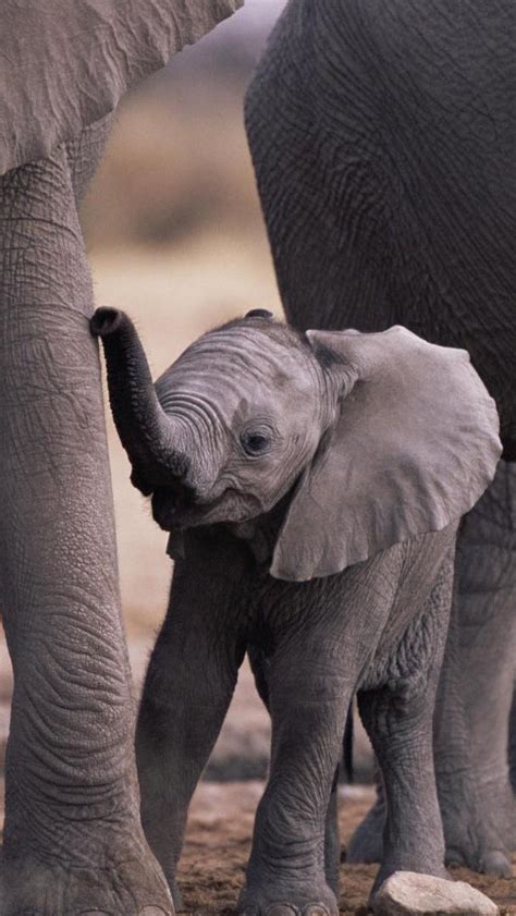 🔥 [50+] Cute Baby Elephant Wallpapers | WallpaperSafari