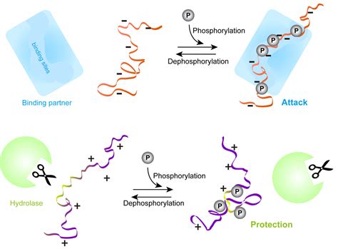 Intrinsically disordered Proteins - HITS