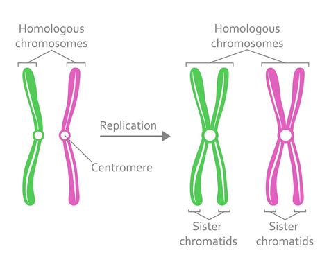 Origins of Cell Compartmentalization | AP Biology | Biology Dictionary