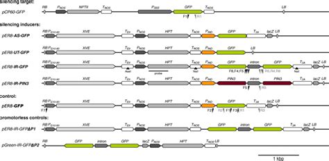 Schematic representation of T-DNAs used in this study. Functional... | Download Scientific Diagram