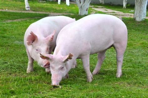 Yorkshire Pigs: Breed info, Lifespan, & more! - Northern Nester