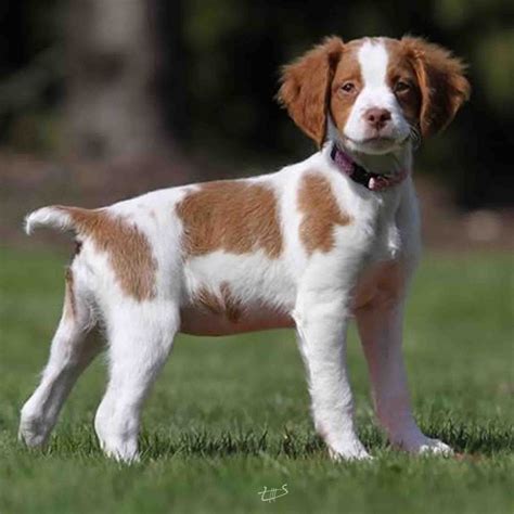 Review Of Brittany Spaniel Breeders Va 2022 - Kinds of puppies