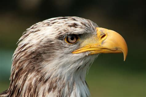 Female Bald Eagle Photograph by Robert Hamm