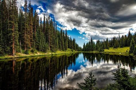 【Bosques templados de coníferas】| Definición, características, tipos y más.