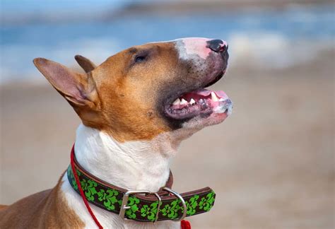 5 Bull Terrier Colors You Need To Know About