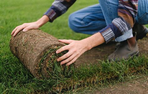 What is Sod Landscaping? - Paradise Landscape