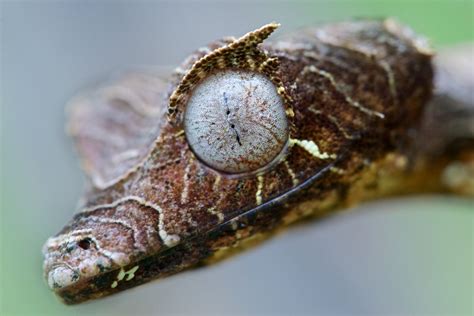 Male satanic leaf-tailed gecko (Uroplatus phantasticus) portrait | Satanic leaf tailed gecko ...