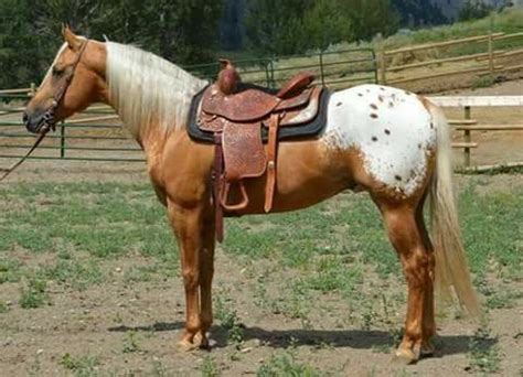 A palomino appaloosa? Palomino Horse, Appaloosa Horses, Horse Dressage ...