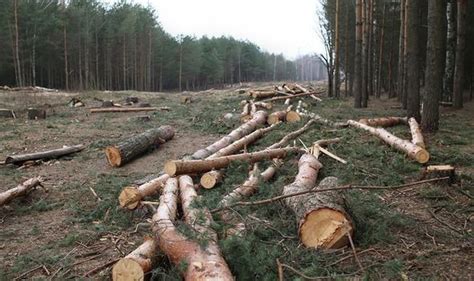 Horror as 100 protected trees chopped down 'to improve lake view ...