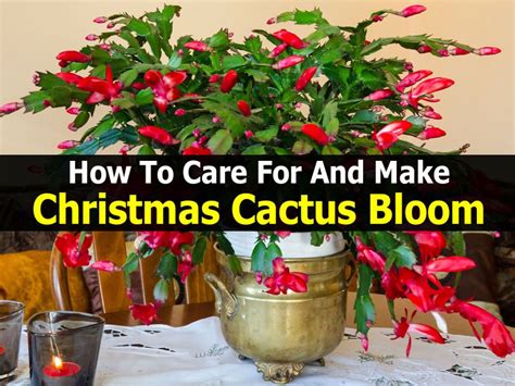 How To Care For And Make Christmas Cactus Bloom | Christmas cactus, Christmas cactus care ...