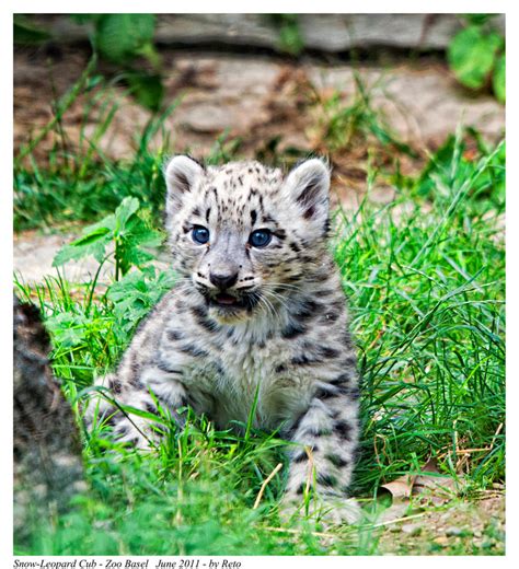 Snow Leopard Cub by Reto on DeviantArt