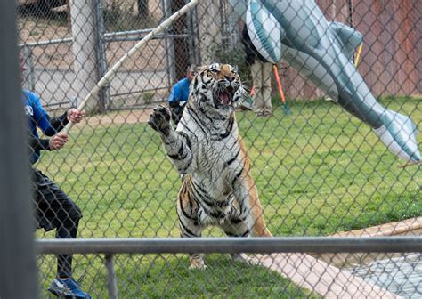 Tiger Teeth and Claws | Taken at the "Tiger Splash" at Out o… | Flickr