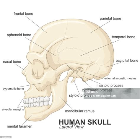 Human Skull Lateral View With Explanation Stock Illustration - Download Image Now - Anatomy ...