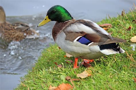 Mallard Duck Free Stock Photo - Public Domain Pictures