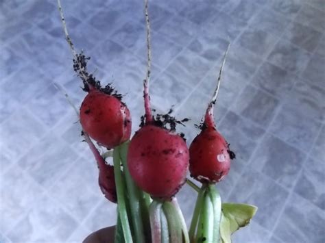 Radish harvest in November! | Gardening Forums