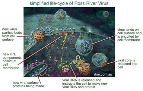 Better Know a Microbe — Ross River virus