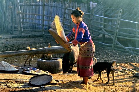 "Winnowing rice" by John Spies | Redbubble