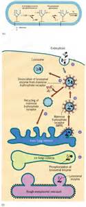 The mechanism by which lysosomal enzymes are targeted to lysosomes. | Cell biology, Molecular ...