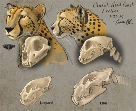 Aaron Blaise on Twitter | Cheetah animal, Skull drawing, Animal skulls