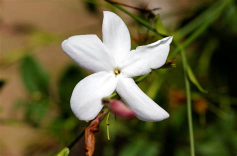 Five national flowers from the Middle East and the symbolism they hold ...