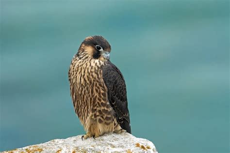 Premium Photo | Peregrine falcon falco peregrinus